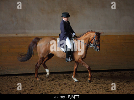 Horseman in dressage costume with Warmblood horse Stock Photo
