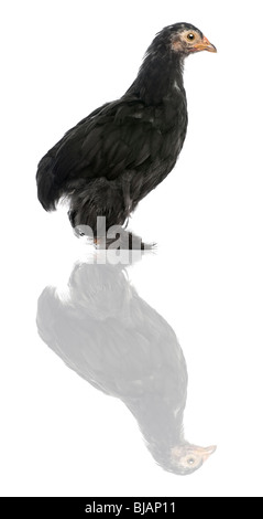 The Pekin, a breed of bantam chicken, 47 days old, standing in front of white background Stock Photo