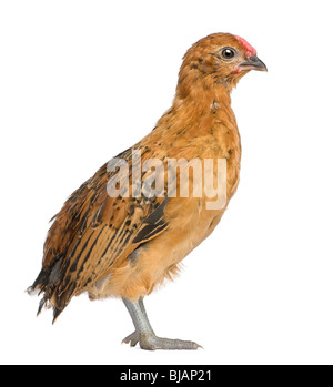 Chick, 30 days old, standing in front of white background Stock Photo