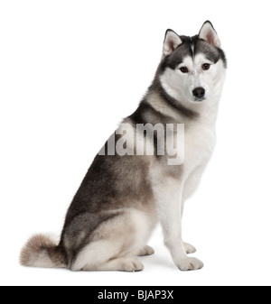 Akita inu, 3 years old, sitting in front of white background Stock Photo