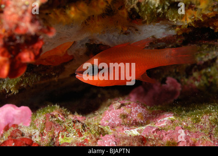 Cardinal fish in the Mediterranean Sea, South of France Stock Photo