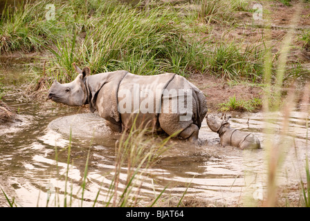 An Indian Rhinoceros with calf (Rhinoceros unicornis), only 3000 remain in the wild, with 600 in Nepal's Chitwan National Park. Stock Photo