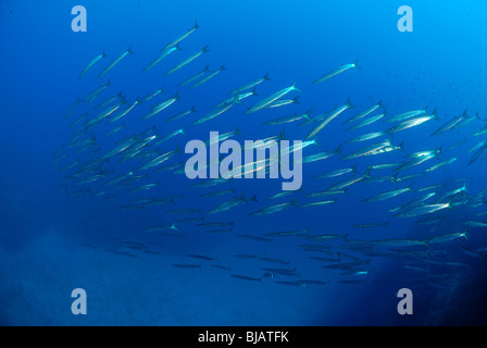 School of European barracudas in the Mediterranean Sea Stock Photo