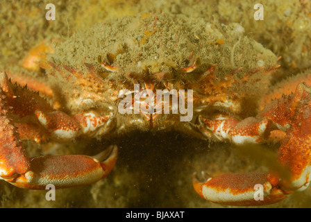 European spider crab on a wreck in Normandy, France Stock Photo