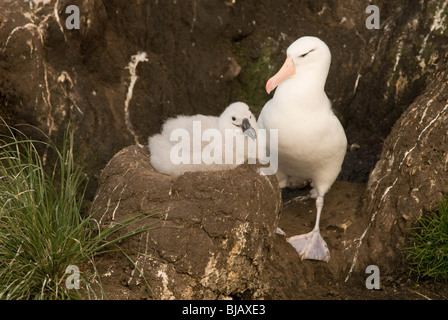 The Black-browed Albatross or Black-browed Mollymawk, (Thalassarche melanophrys), with chick. Stock Photo
