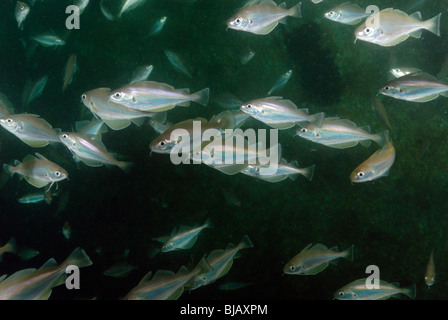 School of  poor cod fishes on a wreck in Normandy, France Stock Photo