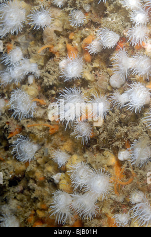 Daisy-anemones in Normandy, France Stock Photo