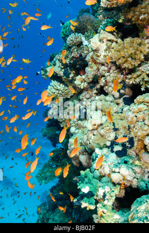 School of threadfin anthias in the Red Sea, off Safaga, Egypt Stock Photo