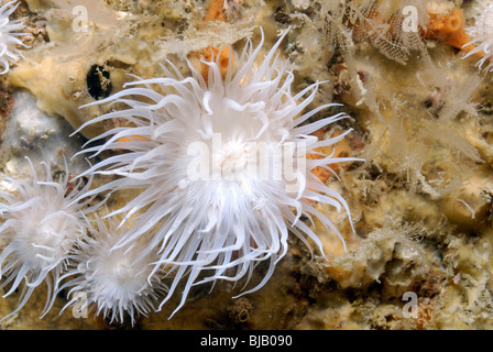 Daisy-anemones in Normandy, France Stock Photo