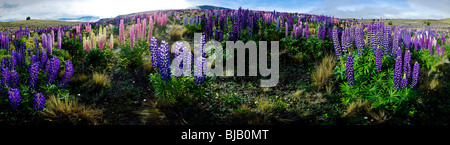 New Zealand, South island,  Panorama, Lake Tekapo, Lupines Stock Photo