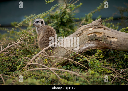 A meerkat sat on a log in the enclosure at Twycross Zoo in Leicestershire UK Stock Photo