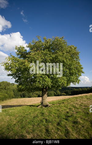 WALNUT TREE (Juglans regia) Sussex, UK. Stock Photo