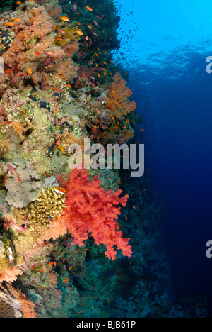 Coral reef in the Red Sea, off Hurghada, Egypt. Stock Photo