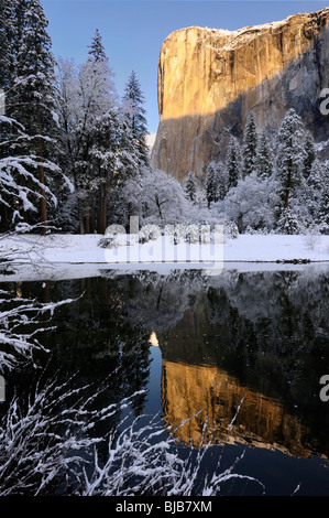 Sunrise on El Capitan mountain reflected in the Merced River with snow covered trees in Yosemite Valley Yosemite National Park California USA Stock Photo