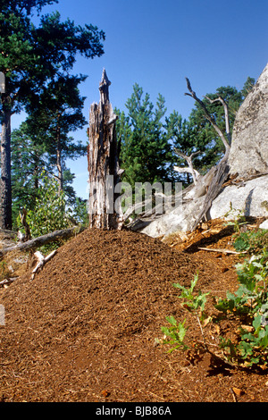 Anthill in Sweden Stock Photo