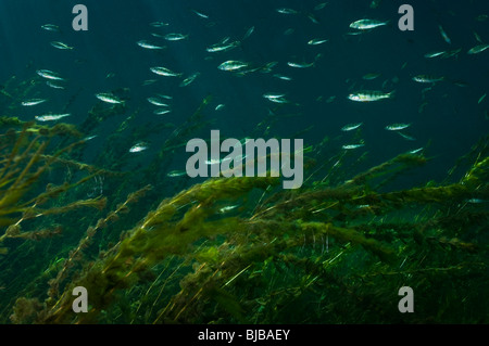 Yellow perch and aquatic plants underwater in the St. Lawrence River in Canada Stock Photo