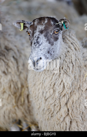 Prime British Livestock - Ewe Stock Photo