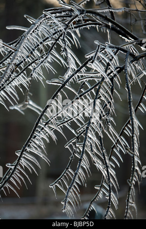 Ice Rain, icicles on tree branches, after sudden temperature drop in winter, Germany Stock Photo