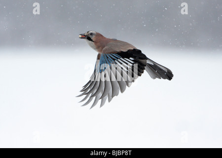 Jay (Garrulus glandarius), in flight bwith food in beak, winter, Germany Stock Photo