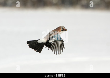 European Jay (Garrulus glandarius) - in flight, with food in beak, winter Stock Photo