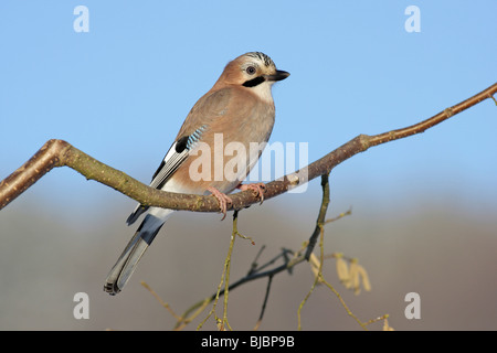 Jay (Garrulus glandarius), perched on hazel nut branch, Germany Stock Photo