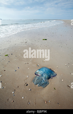 Blue Jellyfish stranded on beach, Texel Island, Holland Stock Photo