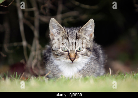Kitten - sitting in garden Stock Photo