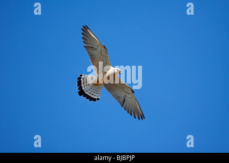 Lesser Kestrel (Falco naumanni), male in flight, Extremadura, Spain Stock Photo