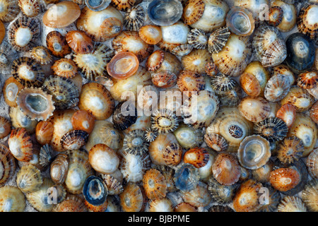 Common Limpet Shells (Patella vulgata), on coast at Bamburgh, Northumberland, England