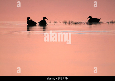 Mallard (Anas platyrhynchos) - 3 ducks resting on lake at twilight Stock Photo