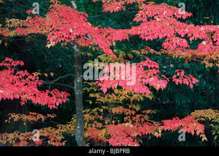 Table Dogwood (Cornus controversa), tree in park showing autumn colour, Germany, origin Japan, China, Himalaya Stock Photo
