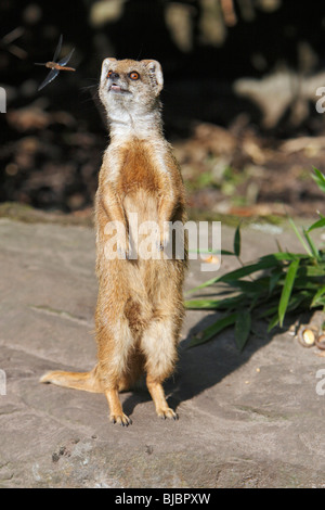 Yellow Mongoose (Cynictis penicillata), standing upright watching dragonfly, distribution Kalahari desert, South Africa Stock Photo