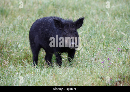 Iberian Domestic Pig (Sus scrofa domestica), on meadow, Alentejo, Portugal