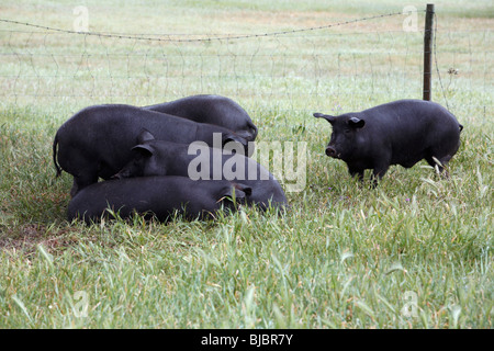 Iberian Domestic Pigs (Sus scrofa domestica), on meadow, Alentejo, Portugal Stock Photo