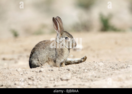 Wild Rabbit (Oryctolagus cuniculus), stretching its hind leg, Alentejo, Portugal Stock Photo