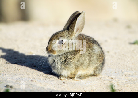 Wild Rabbit (Oryctolagus cuniculus), baby sitting at burrow entrance, Alentejo, Portugal
