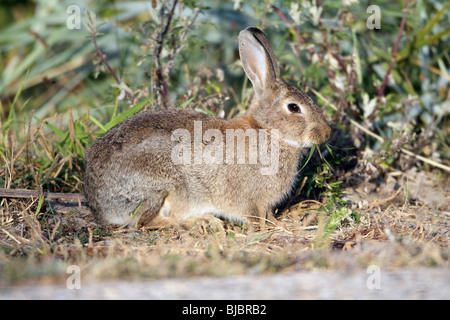 European Wild Rabbit (Oryctolagus cuniculus), Texel Island, Holland Stock Photo