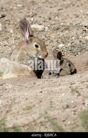 Wild Rabbit (Oryctolagus cuniculus), female with two baby animals at burrow entrance, Alentejo, Portugal