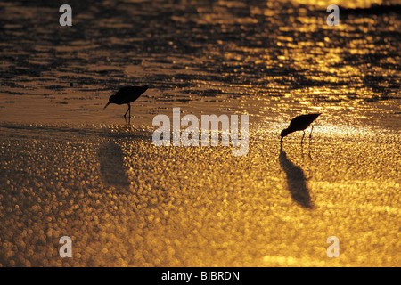 Redshank (Tringa totanus), two feeding in lake at sunset, Texel, Holland Stock Photo