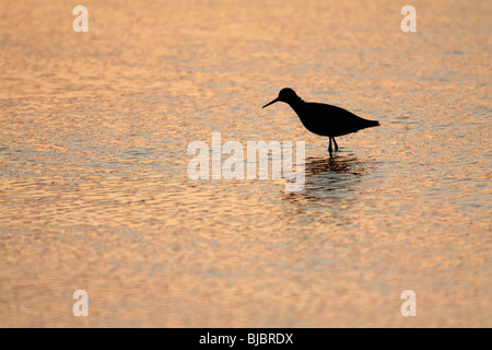 Redshank (Tringa totanus), resting in lake at sunset, Texel, Holland Stock Photo