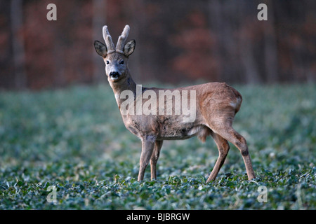Roe Deer Buck (Capreolus capreolus) - alert, with horns in bast, on field Stock Photo