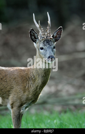 Roe Deer (Capreolus capreolus), Buck standing alert, Germany Stock Photo