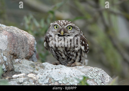Little Owl (Athena noctua), perched on boulders, Alentejo, Portugal