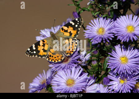 Painted Lady butterfly (Vanessa cardui), feeding on Aster flowers in garden, Germany Stock Photo