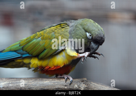 Burrowing Parrot / Patagonian conure (Cyanoliseus patagonus), cleaning foot, perched on stick Stock Photo