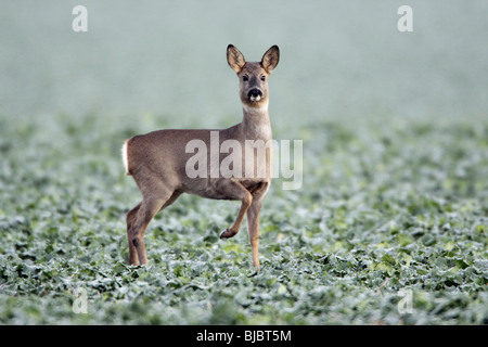 Roe Deer (Capreolus capreolus), doe alert on farm crop, Germany Stock Photo