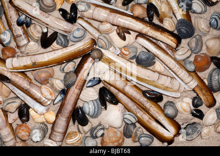 Razor shells (Enis siliqua)  Baltic Tellin (Macoma balthica) Common Mussel (Mytilus edulis) Common Cockles (Cerastoderma edula) Stock Photo