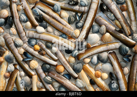 Razor shells (Enis siliqua) Baltic Tellin (Macoma balthica) Common ...