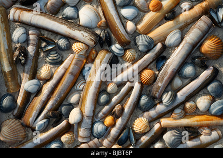 Razor shells (Enis siliqua) Baltic Tellin (Macoma balthica) Common ...