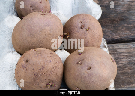 Red Duke of York seed potato tubers, a red skinned heritage first early crop potato in a cardboard egg tray Stock Photo